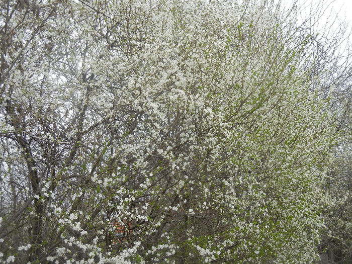 Cherry Plum Blossom (2013, April 12)