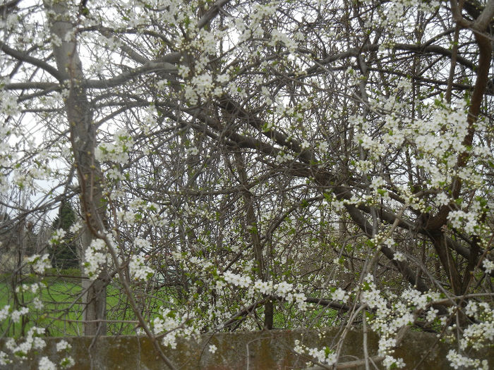 Cherry Plum Blossom (2013, April 12) - Cherry Plum Tree_Corcodus