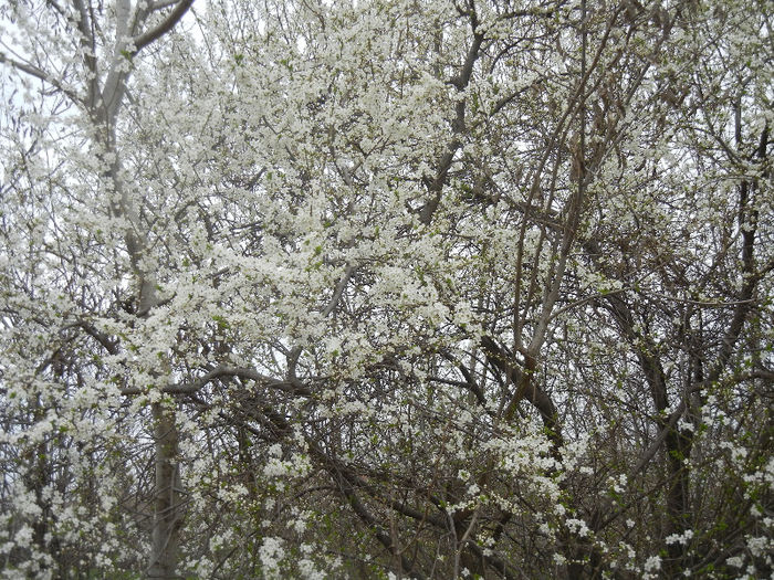 Cherry Plum Blossom (2013, April 12) - Cherry Plum Tree_Corcodus