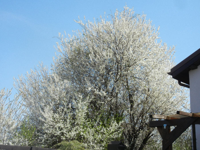 Cherry Plum Blossom (2013, April 13) - Cherry Plum Tree_Corcodus