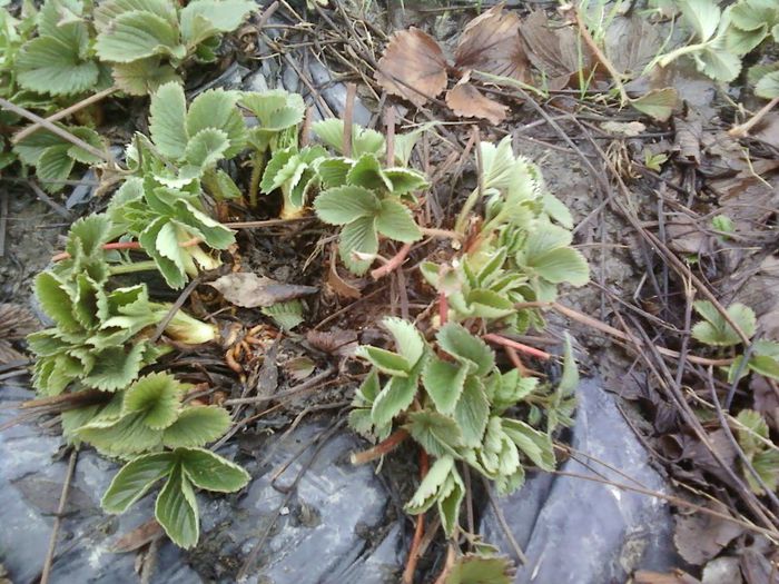 P31-03-13_10.19[1] - elsanta 2012-2013