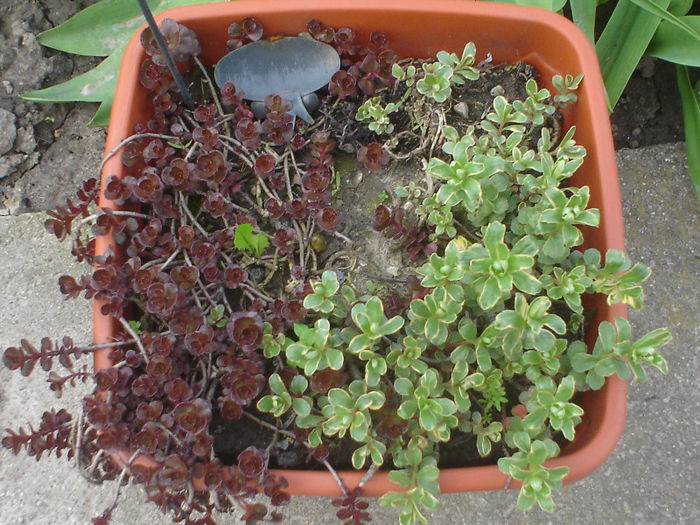 sedum