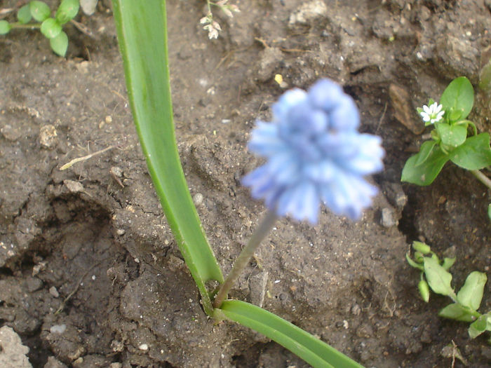 muscari azureum