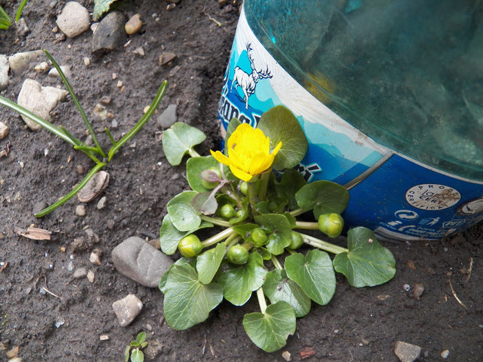 grausorul a inceput sa infloreasca