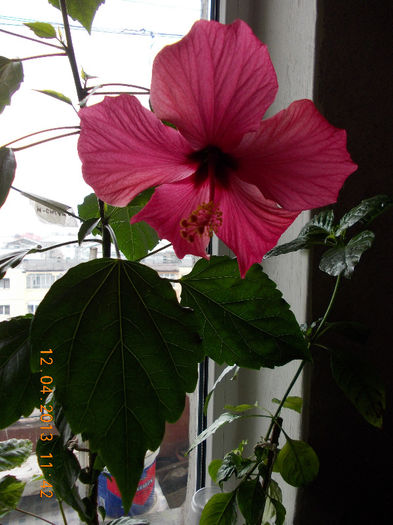 hibi ciclam simplu - aprilie 2013