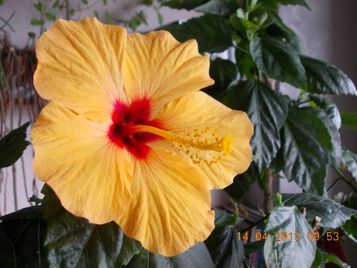 hibi port cu ochi rosu - aprilie 2013