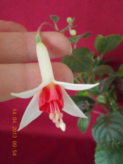 fuchsia - aprilie 2013