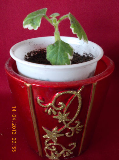 14 aprilie 2013-flori 014 - aprilie 2013