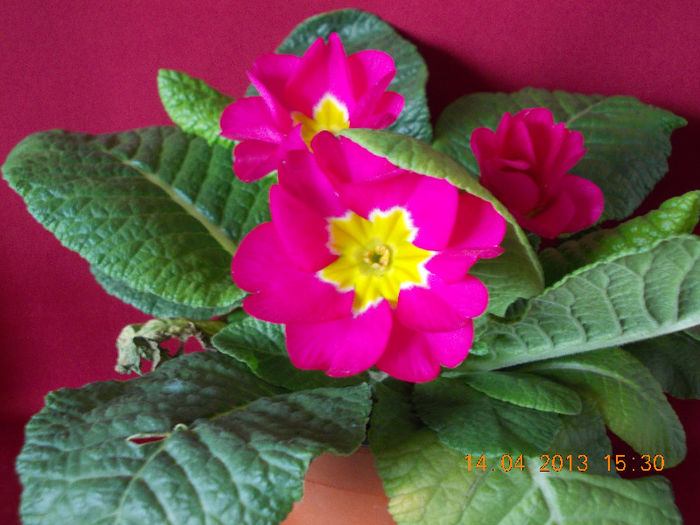 primula - aprilie 2013