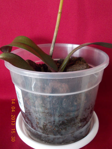 14 aprilie 2013-flori 021 - aprilie 2013