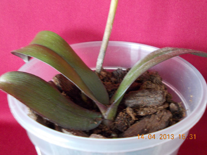 orhidee phalenopsis-galbena - aprilie 2013