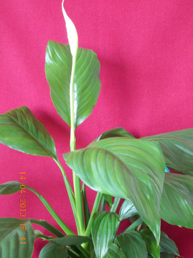 spatiphyllum wallisii - aprilie 2013
