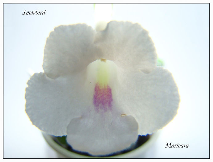 Mini sinningia Snowbird