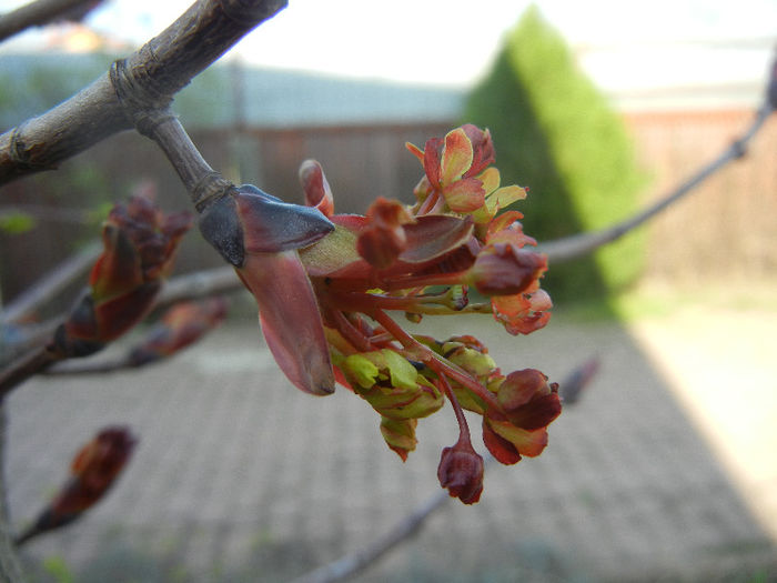 Acer Crimson Sentry (2013, April 14)