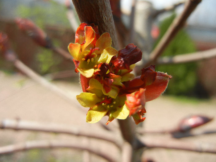 Acer Crimson Sentry (2013, April 14)