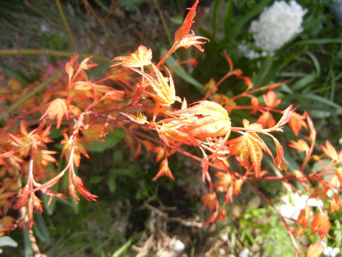 Acer palmatum Katsura (2013, April 13)