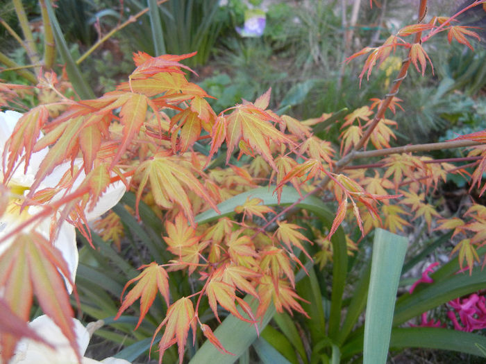 Acer palmatum Katsura (2013, April 14)