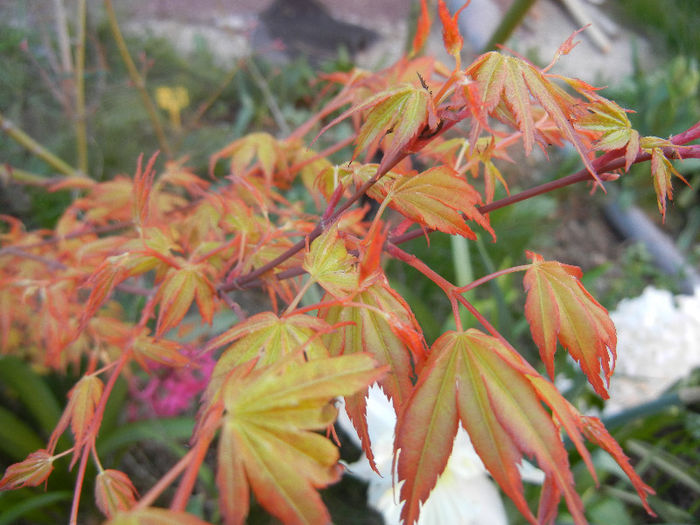 Acer palmatum Katsura (2013, April 14)