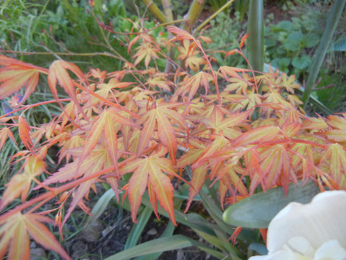 Acer palmatum Katsura (2013, April 14)