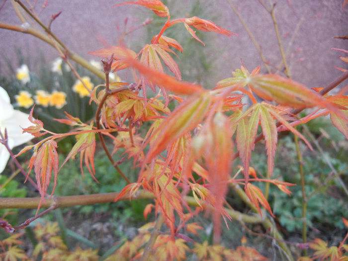 Acer palmatum Katsura (2013, April 14)