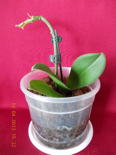 14 aprilie 2013-flori 028 - orhidee phalenopsis