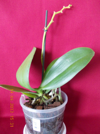 14 aprilie 2013-flori 026 - orhidee grena cu galben