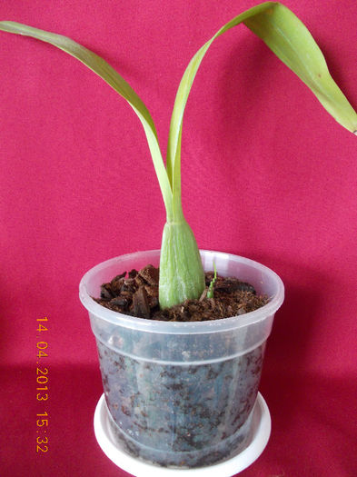 14 aprilie 2013-flori 032 - orhidee cambria