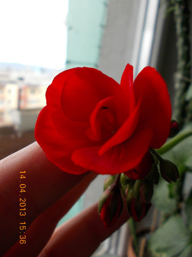 14 aprilie 2013-flori 042