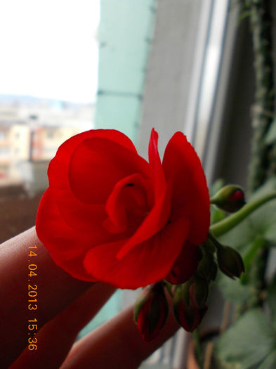 muscata corai