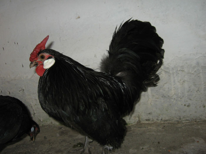 Picture 029 - Bantam Pitic