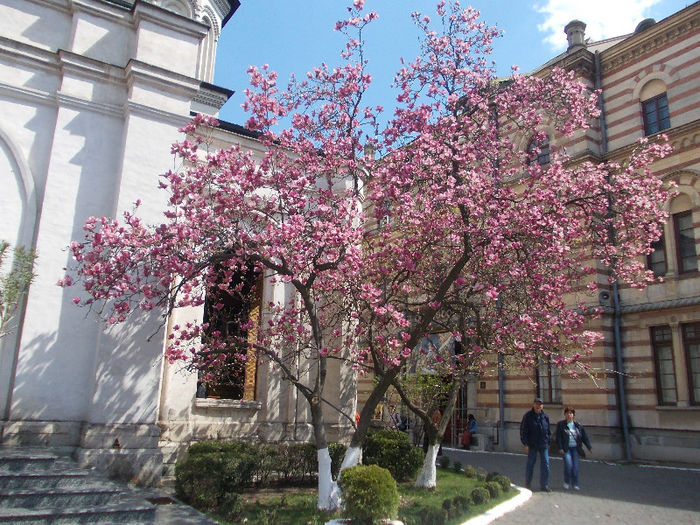 magnolii de Biserica Sf Nectarie - Pelerinaj in Bucuresti