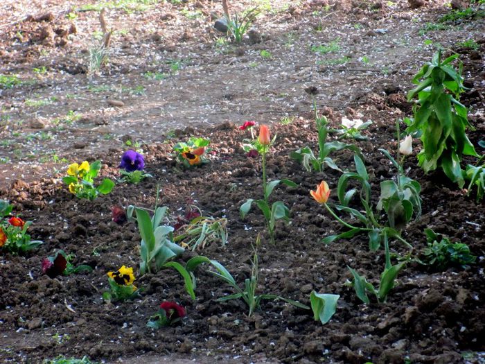 14-04-2013 011 - gradina bloc