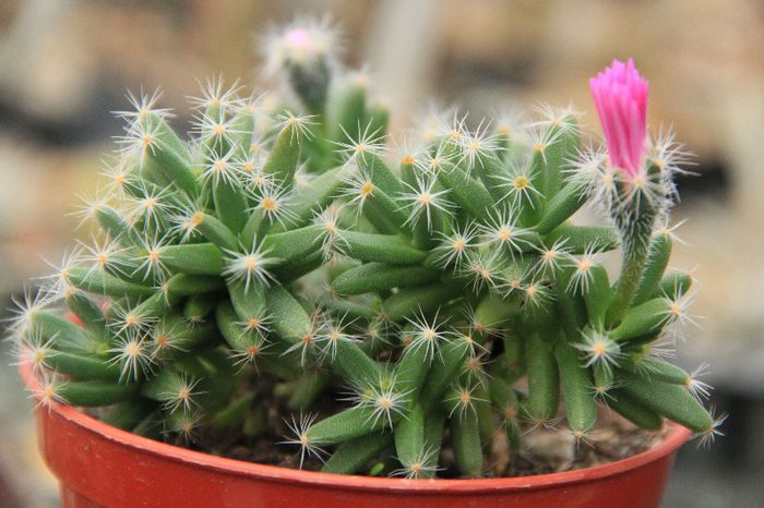 Trichodiadema densum