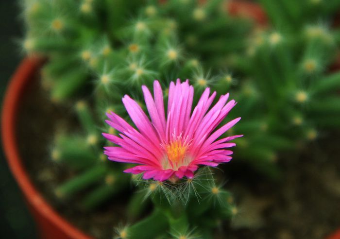 Trichodiadema densum