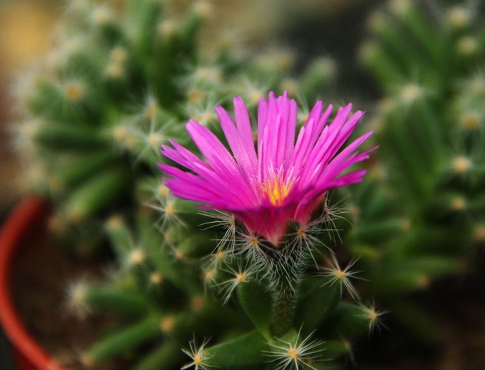 Trichodiadema densum