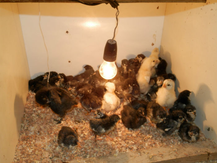 P4130082 - Pui 2013 Frankfurt