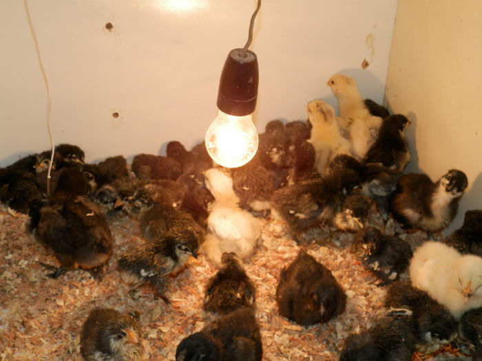 P4130083 - Pui 2013 Frankfurt