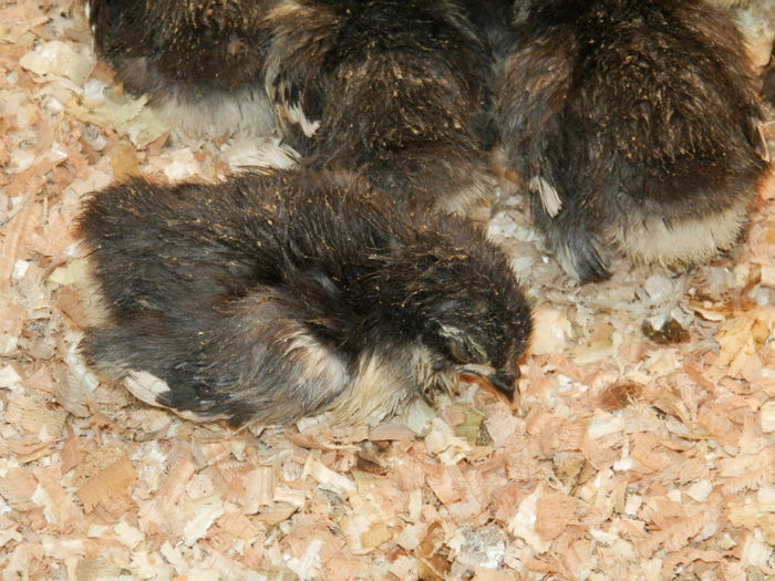 P4130084 - Pui 2013 Frankfurt