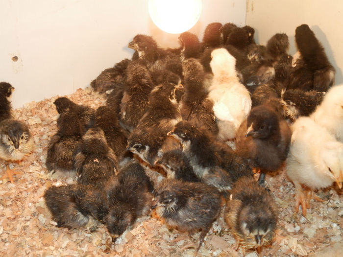 P4130086 - Pui 2013 Frankfurt