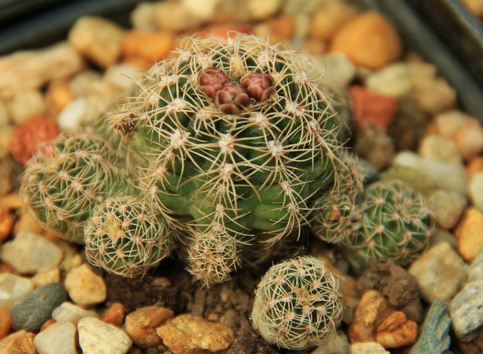 Gymnocalycium bruchii - Gymnocalycium bruchii