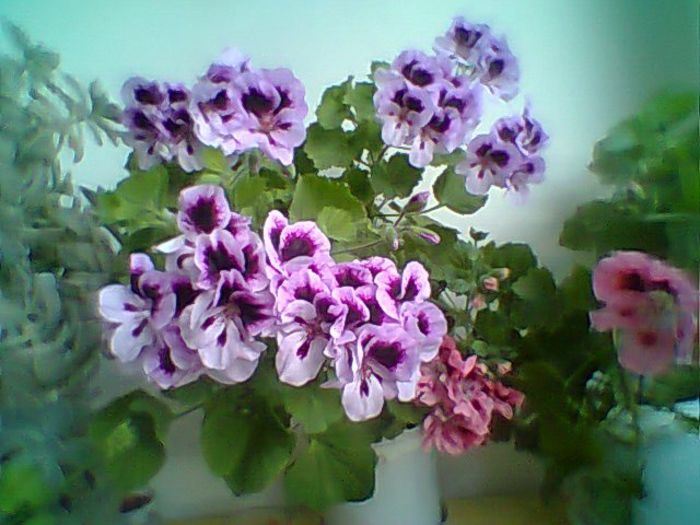 Fotogr.0369 - Pelargonium