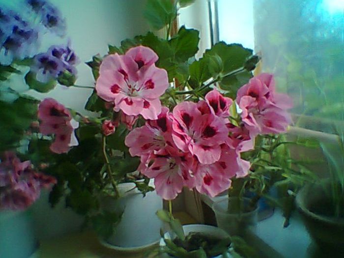 Fotogr.0370 - Pelargonium