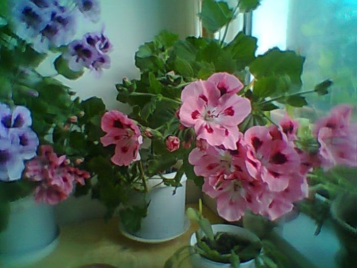 Fotogr.0371 - Pelargonium