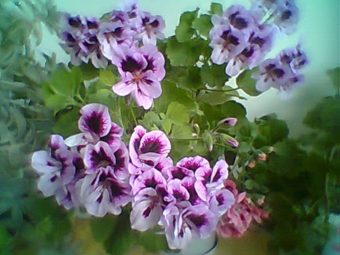 Fotogr.0372