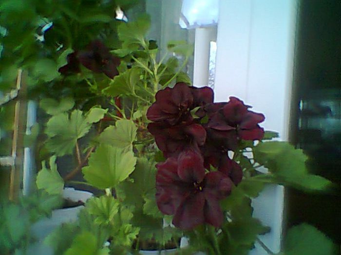Fotogr.0373