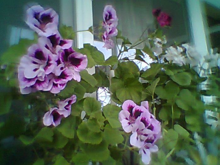 Fotogr.0377 - Pelargonium