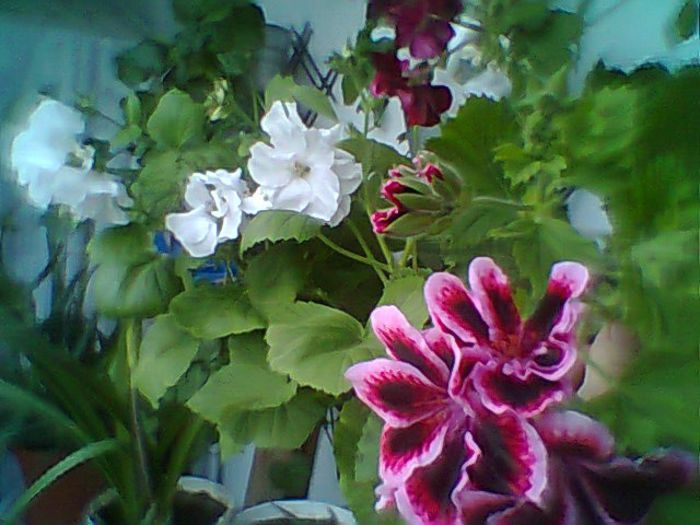 Fotogr.0379 - Pelargonium