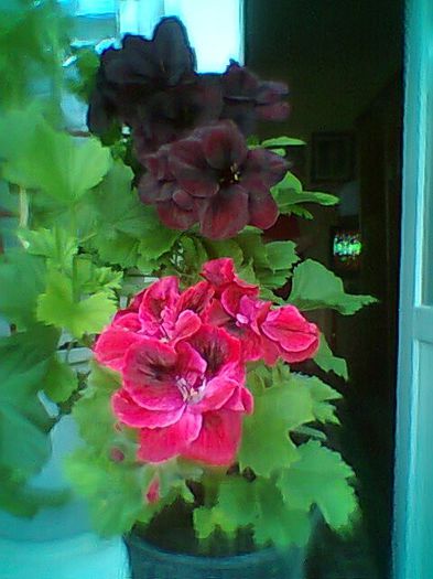 Fotogr.0381 - Pelargonium