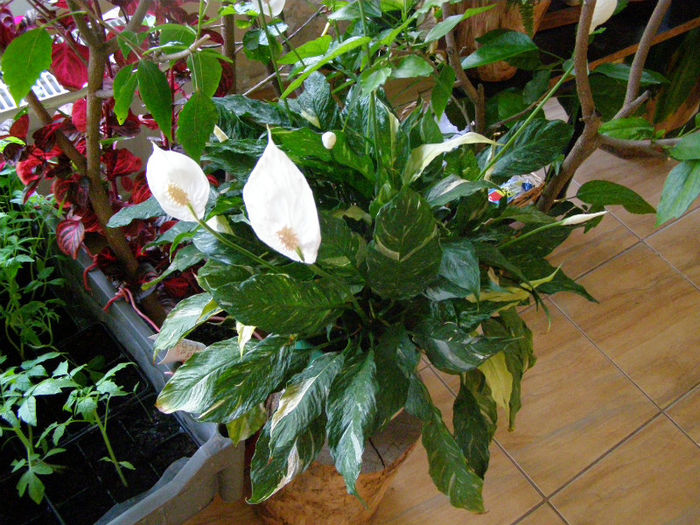 P1017877 - Flori de interior 2013