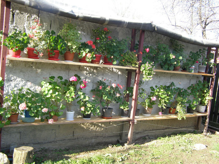 Si iar, in primavara lui 2013